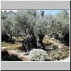Gethsemane, olive tree.jpg